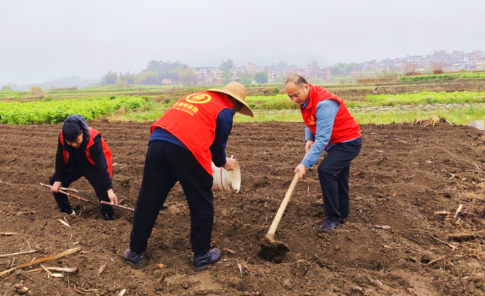 图为北部湾保险忻城支公司帮助农民抢抓农时种甘蔗（蓝晓谊摄）