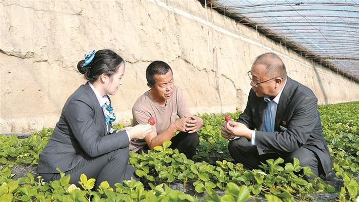     农行伊犁兵团分行六十二团支行客户经理赴当地草莓种植大棚，实地了解农户生产经营情况（资料图片）。   柳博超  摄