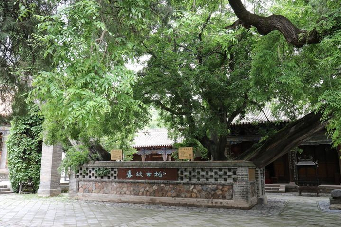 这是甘肃省天水市南郭寺内的千年古柏。新华社记者 文静摄