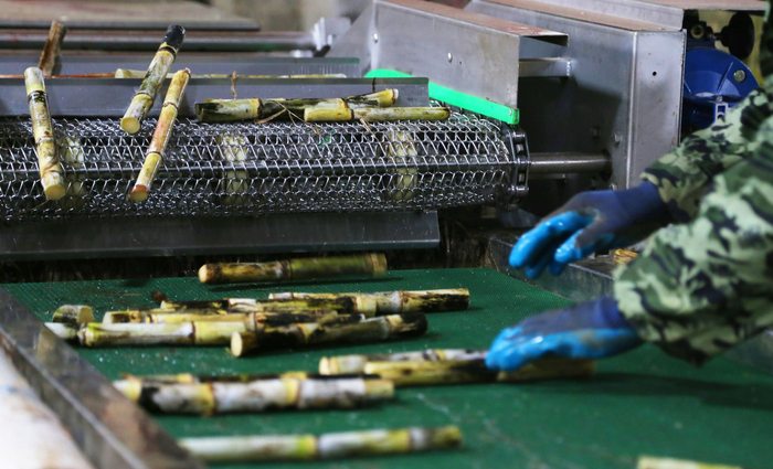 工人挑选过滤瑕疵种茎。（李蕴昭 摄）