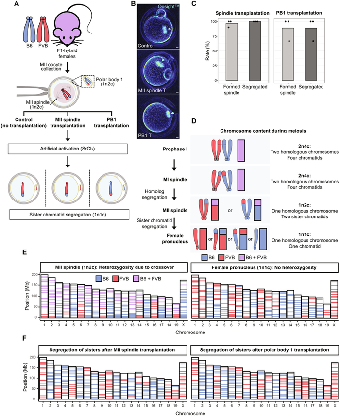 图片来自Science Advances, 2024, doi:10.1126/sciadv.adk9001