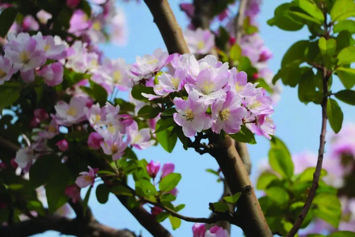 西府海棠，树姿直立，花朵密集，伞形总状花序，集生于小枝顶端。