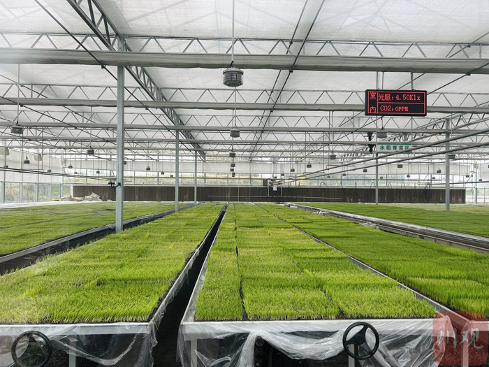 育秧中心秧苗长势良好。行晓艺 摄