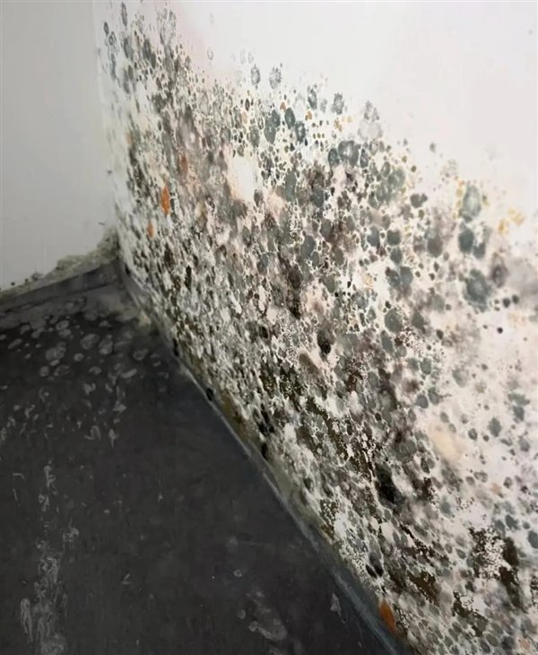 墙体发霉图源：某社交平台
