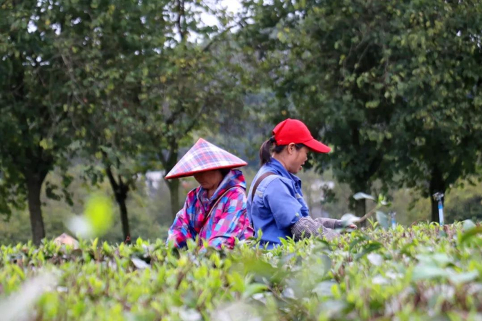 清远英德石灰铺镇一茶园，农户在采春茶。