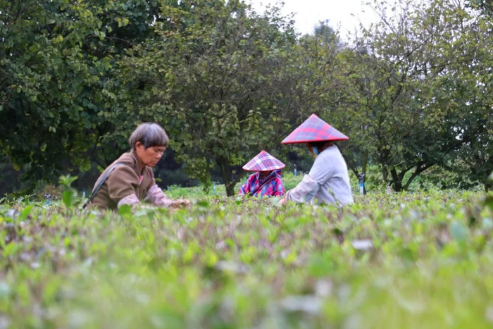 茶农采茶。
