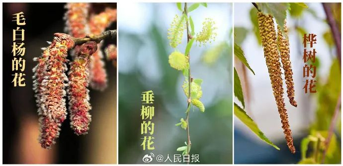 3种常见致敏树种 图片来源：人民日报微博