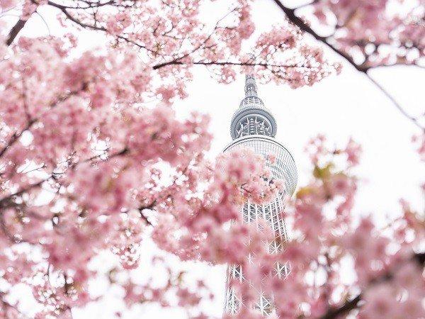 东京是知名的赏樱胜地，在东京地标“东京晴空塔®”下欣赏独树一帜的都市美景