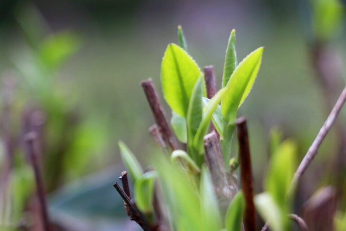英德红茶春茶。