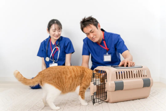 在付完费用后，岑杨的猫已经准备开始检查和托运了 / 图源：图虫创意