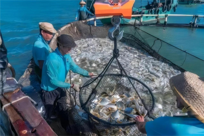 海洋牧场产业金鲳鱼深海网箱养殖收获满满。
