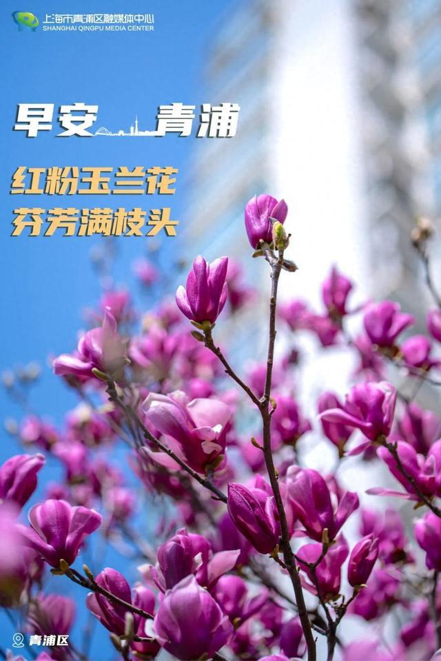 早安青浦|红粉玉兰花,芬芳满枝头