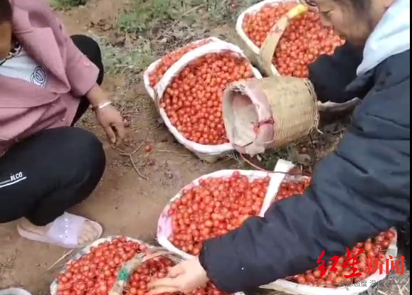 ▲攀枝花米易的早熟樱桃 视频截图