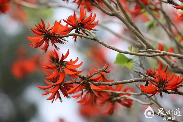 寓意红红火火、吉祥富贵的刺桐花。（陈起拓 摄）