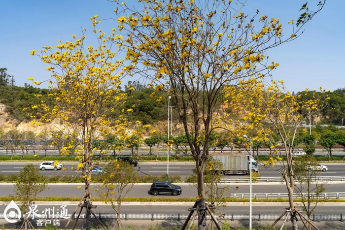 中心市区通港东街，黄花风铃木在风中摇曳。（陈起拓 摄）