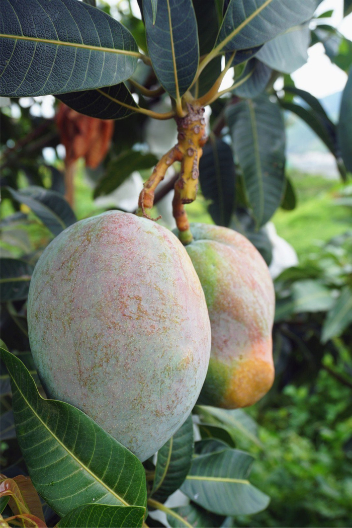 攀枝花芒果需要在树上完成部分糖化 攀枝花市委宣传部供图