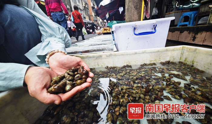 ▲肥美的螺蛳已在南宁大量上市。记者 何定坚 摄