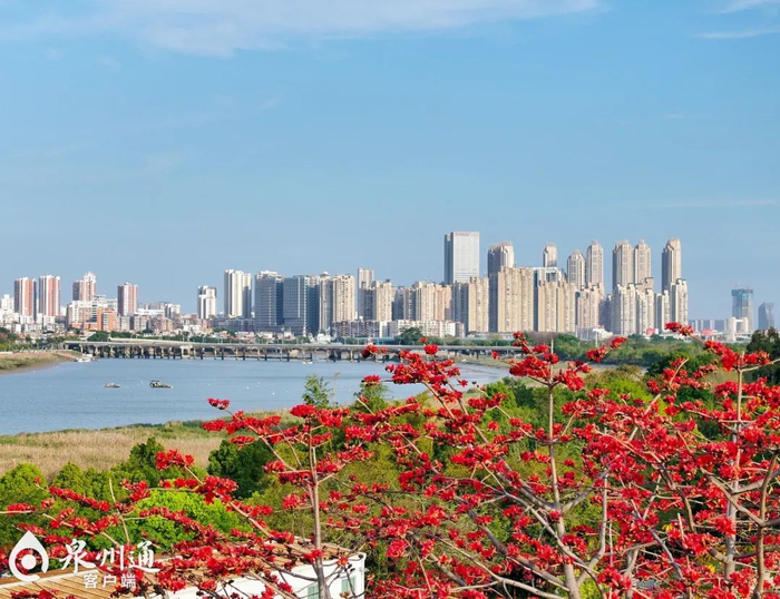 中心市区江滨南路的木棉花竞相绽放 （张九强 摄）