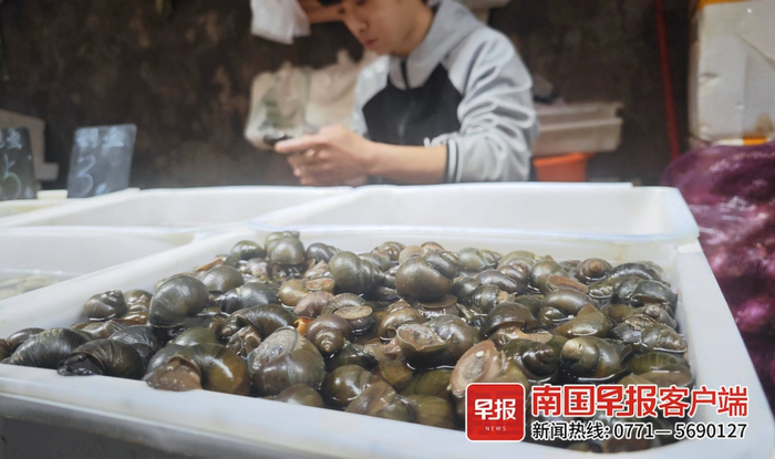 ▲一摊位前摆放着不同品种的螺蛳。记者 何定坚 摄