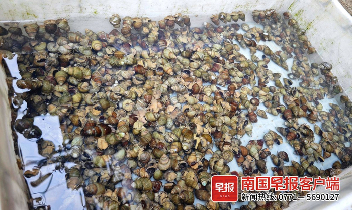 ▲大量石螺上市，摊主用箱盆水养石螺。记者 何定坚 摄