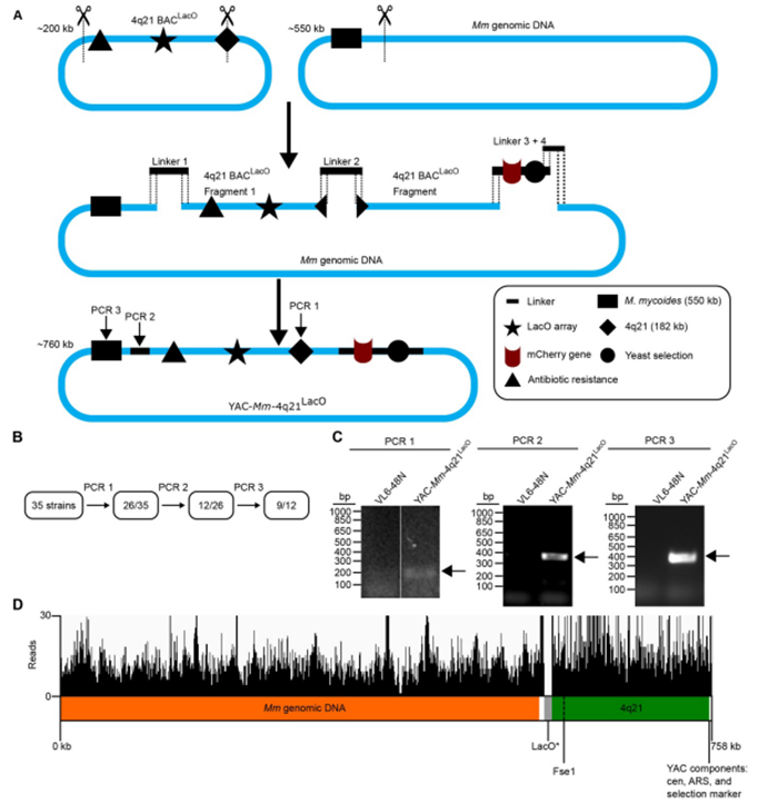 图片来自Science, 2024, doi:10.1126/science.adj3566