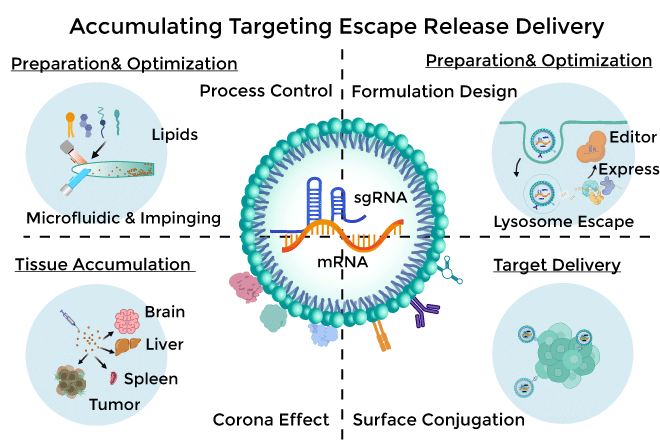利用非病毒载体，益杰立科实现了表观遗传编辑工具的高效靶向递送，目前公司共开发10余种新型递送系统