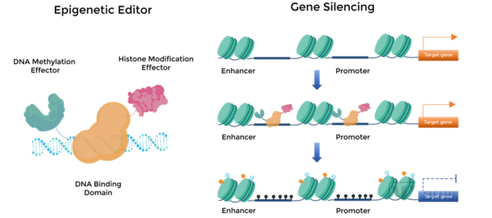 EPIREG表观遗传调控器