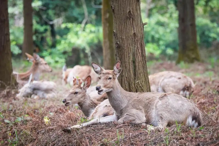 近百头被驯化的梅花鹿生活在东平国家森林公园，出没于树木花丛之间。海沙尔摄