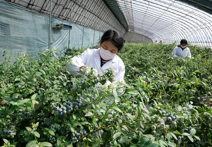 河北卢龙:蓝莓飘香富农家|蓝莓|刘田|卢龙县_新浪新闻