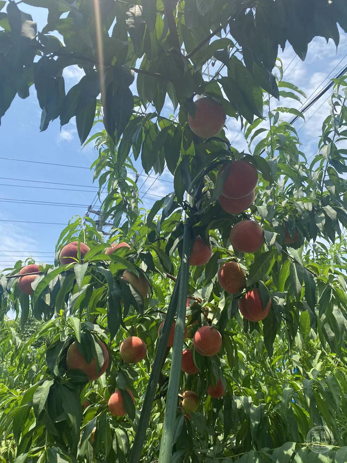 惠山区阳山农业"芯片"迭代升级 最大水蜜桃种质资源圃育出首批新品