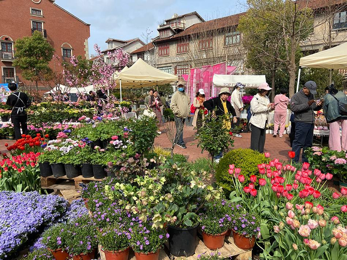 3月27日，在新天地追梦园绿地（黄浦市民园艺中心），前来赏花拍照的市民络绎不绝。 本文图片均为澎湃新闻记者 陈悦 摄