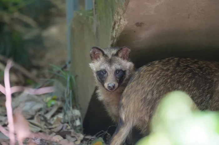 许多貉相中了小区里的墙缝、废水沟，在里面筑巢生育。郑运祥摄
