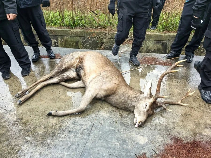 工作人员将梅花鹿麻醉，送至上海动物园。图片来源：崇明区林业站