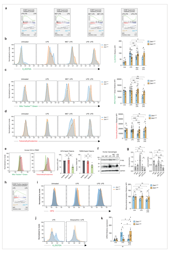 图4 ZEB1通过降低线粒体含量和ROS水平来介导二甲双胍的免疫抑制作用