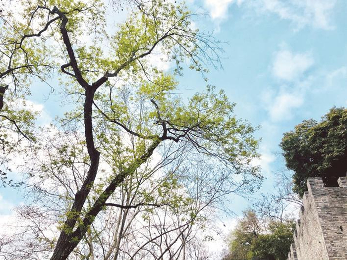     百年枫杨换上绿装，在风中摇曳。金凯 摄