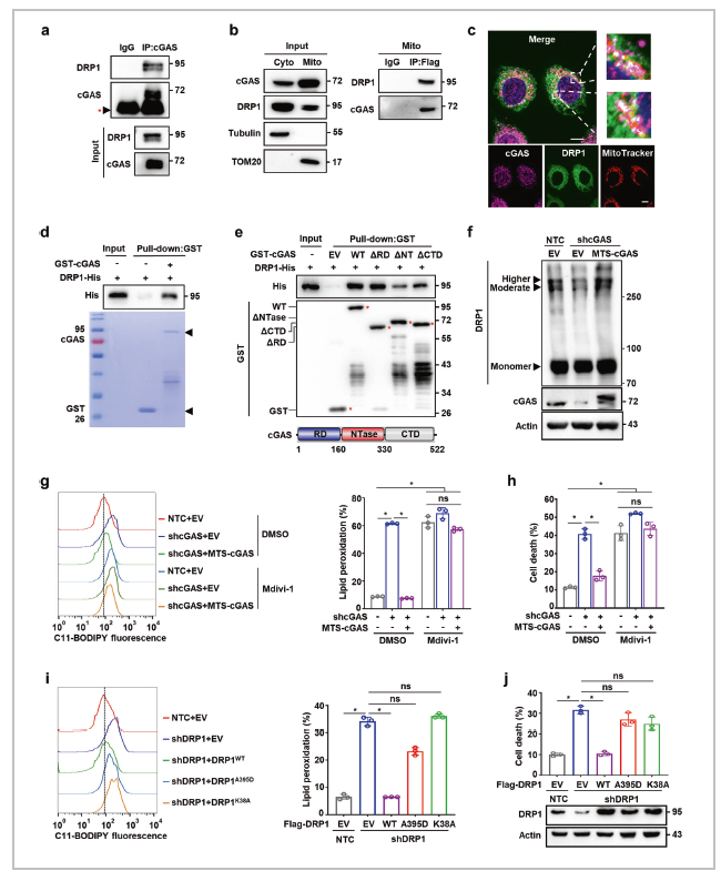 图4 线粒体cGAS与DRP1结合并促进其寡聚化