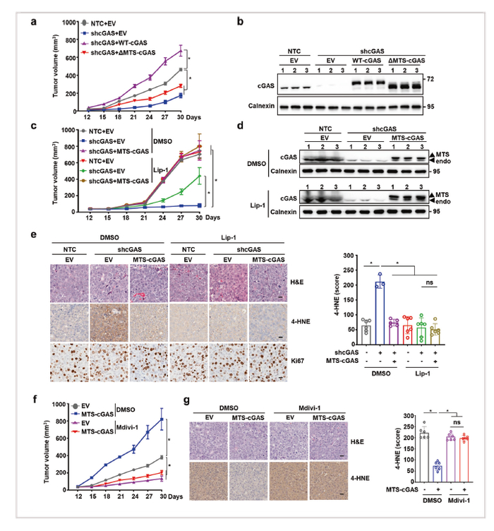 图5线粒体cGAS通过抑制体内铁死亡促进肿瘤进展