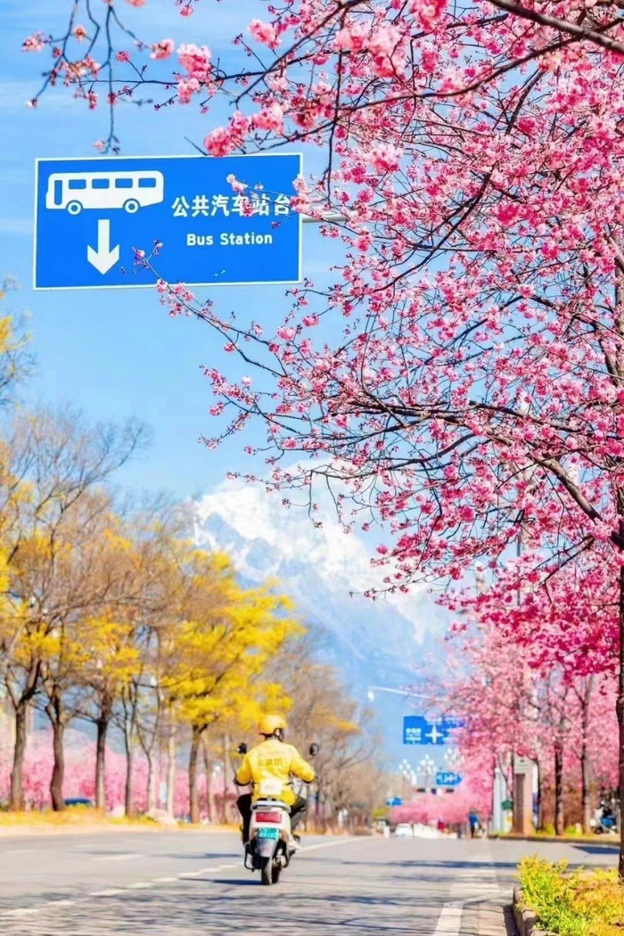 ▲丽江满城花开 摄影：吴建锋