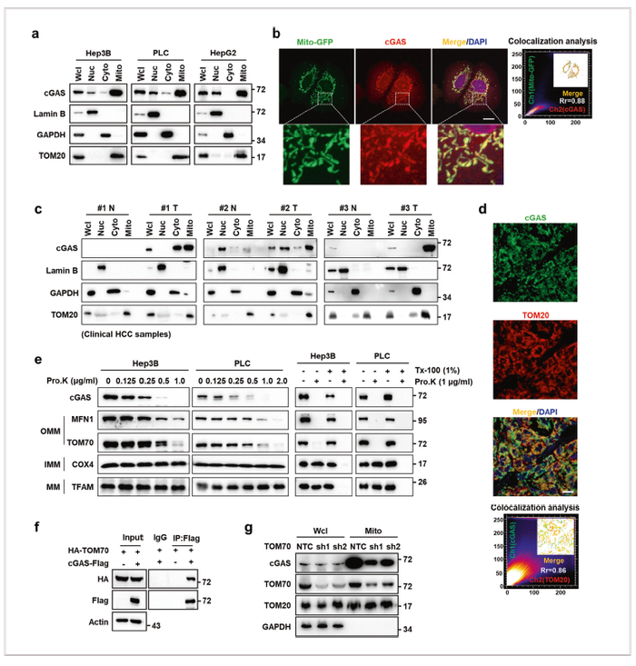图1 cGAS定位于肿瘤细胞线粒体外膜