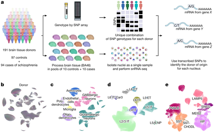 图片来自Nature, 2024, doi:10.1038/s41586-024-07109-5