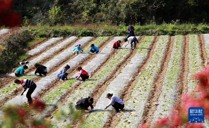村民在王谢红流转的大蒜地里放苗务工。（受访者供图）