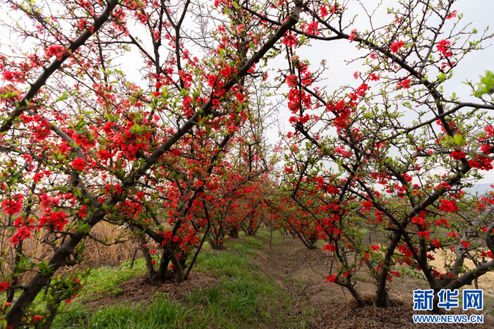 茈碧湖畔，一树树木瓜花娇艳似火（摄于3月26日）。新华网发（罗新才 摄）