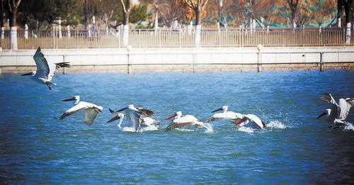 卷羽鹈鹕现身涞源湖|涞源|卷羽鹈鹕|现身_新浪新闻