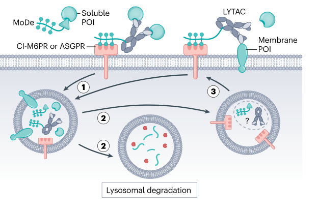 图2. 基于糖基降解剂的eTPD