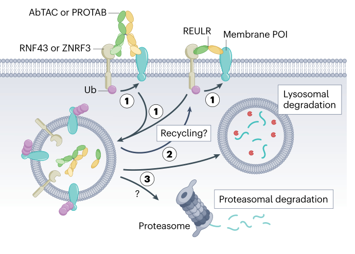 图3. 利用跨膜E3连接酶进行膜蛋白的eTPD