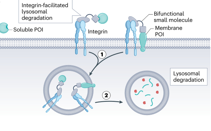 图5. 利用整合素进行eTPD