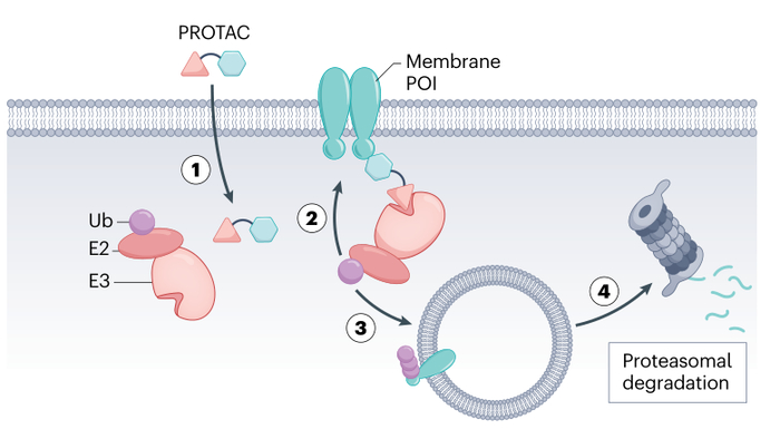 图6. 从细胞内部降解膜POI
