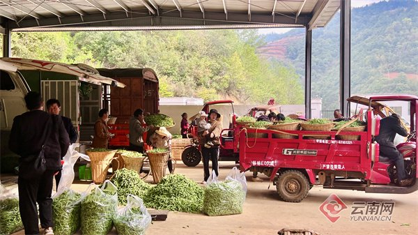 嵩明县核桃村：日子甜过“脆豌豆”