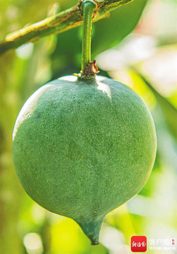 墨西哥山竹。特约记者 蒙钟德 摄