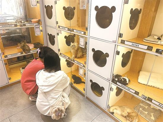 消费者在店里看宠物  图/羊城晚报 记者 詹淑真  